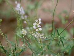 Astragalus melilotoides