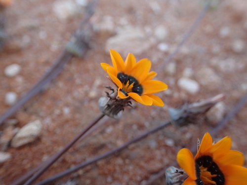 Image of Gazania tenuifolia by no rights reserved
