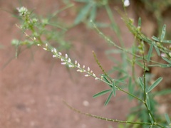 Astragalus melilotoides