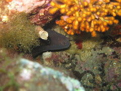 Muraena helena