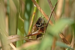 Roeseliana roeselii