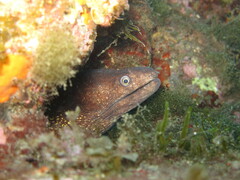 Muraena helena