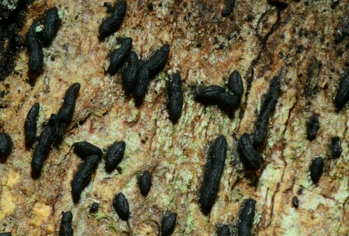 Psiloglonium clavisporum, 2021-08-29