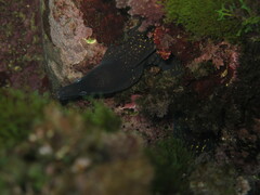 Muraena helena