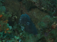 Muraena helena