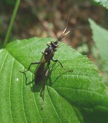 Coelichneumon