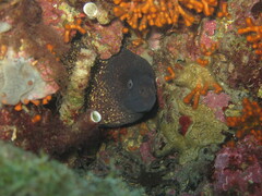 Muraena helena