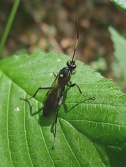 Coelichneumon