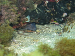 Muraena helena