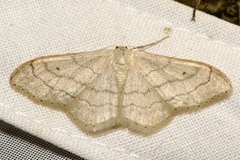 Idaea aversata