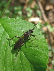 Coelichneumon