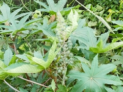 Ricinus communis