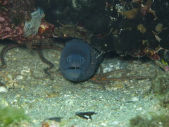 Muraena helena