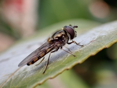 Melangyna viridiceps