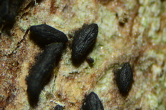 Psiloglonium stygium