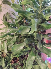 Dracaena fragrans