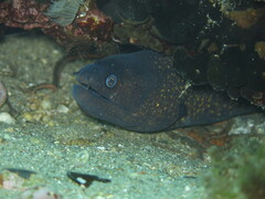 Muraena helena