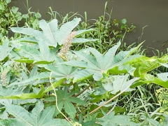 Ricinus communis