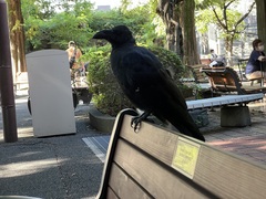 Corvus macrorhynchos japonensis