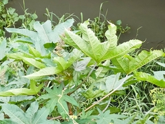 Ricinus communis