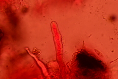 Psiloglonium stygium