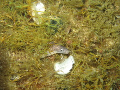 Muraena helena
