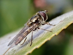 Melangyna viridiceps