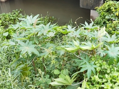 Ricinus communis