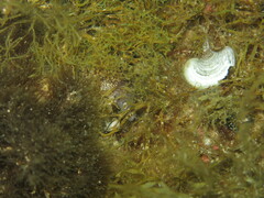 Muraena helena