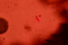 Psiloglonium stygium