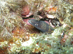 Muraena helena