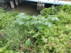 Ricinus communis