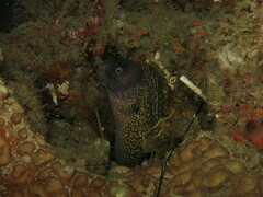 Muraena helena