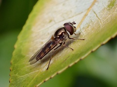 Melangyna viridiceps