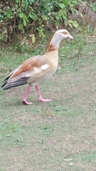 Alopochen aegyptiaca