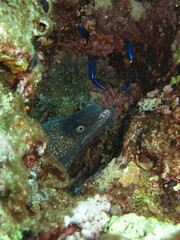 Muraena helena