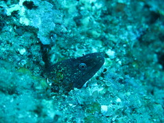Muraena helena