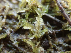 Lophocolea semiteres