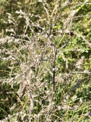 Echium