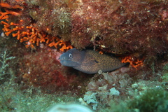 Muraena helena