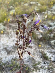 Campanula sibirica