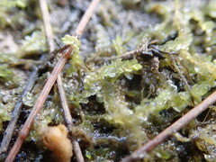 Lophocolea semiteres