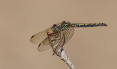 Trithemis arteriosa