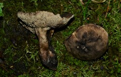 Sarcodon atroviridis