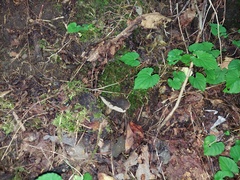 Sarcodon atroviridis