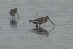 Limosa lapponica baueri