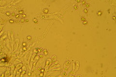 Sarcodon atroviridis