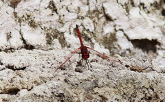 Trithemis arteriosa