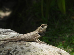 Calotes emma