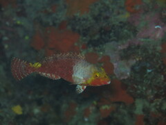 Sparisoma cretense
